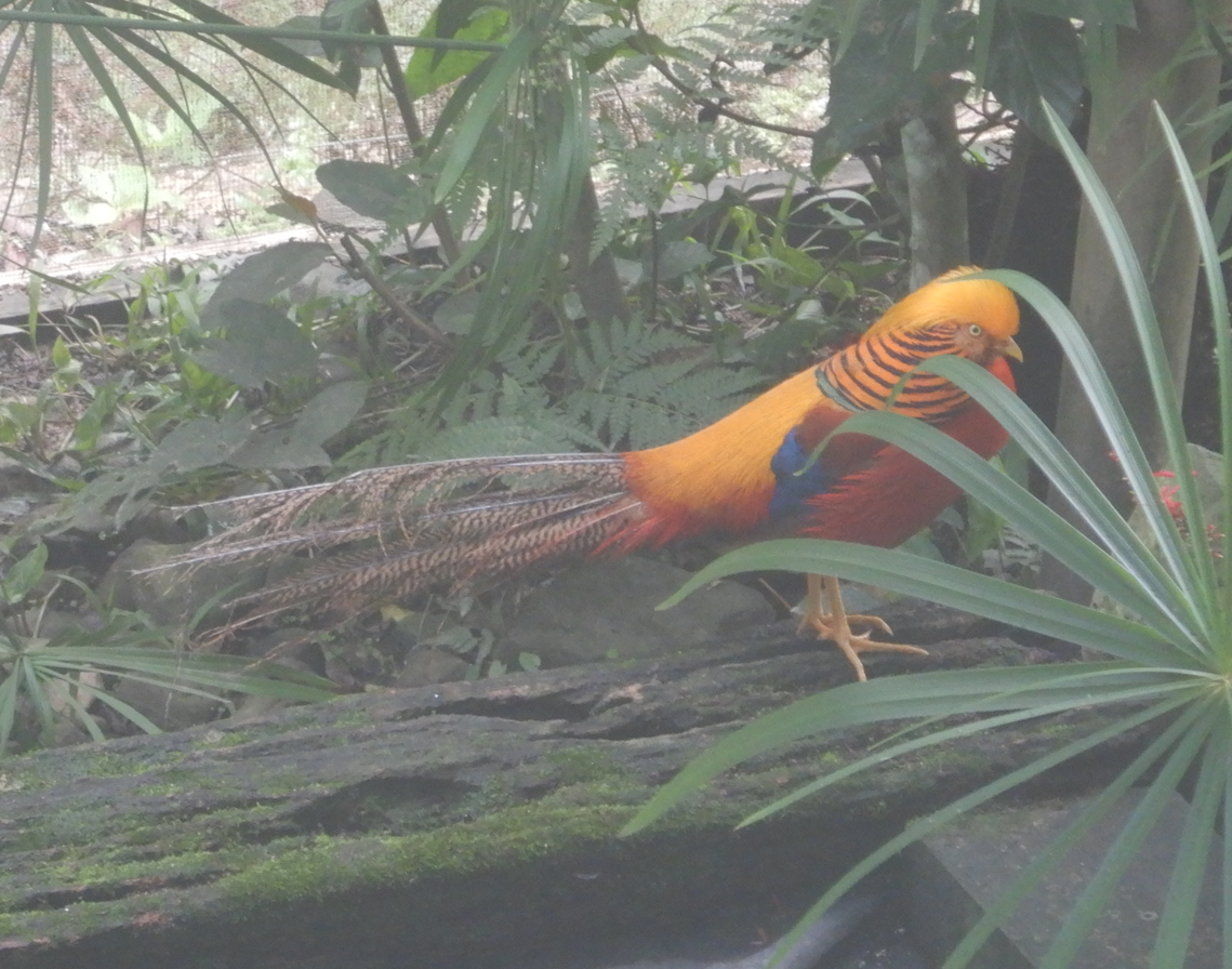 Golden Pheasant