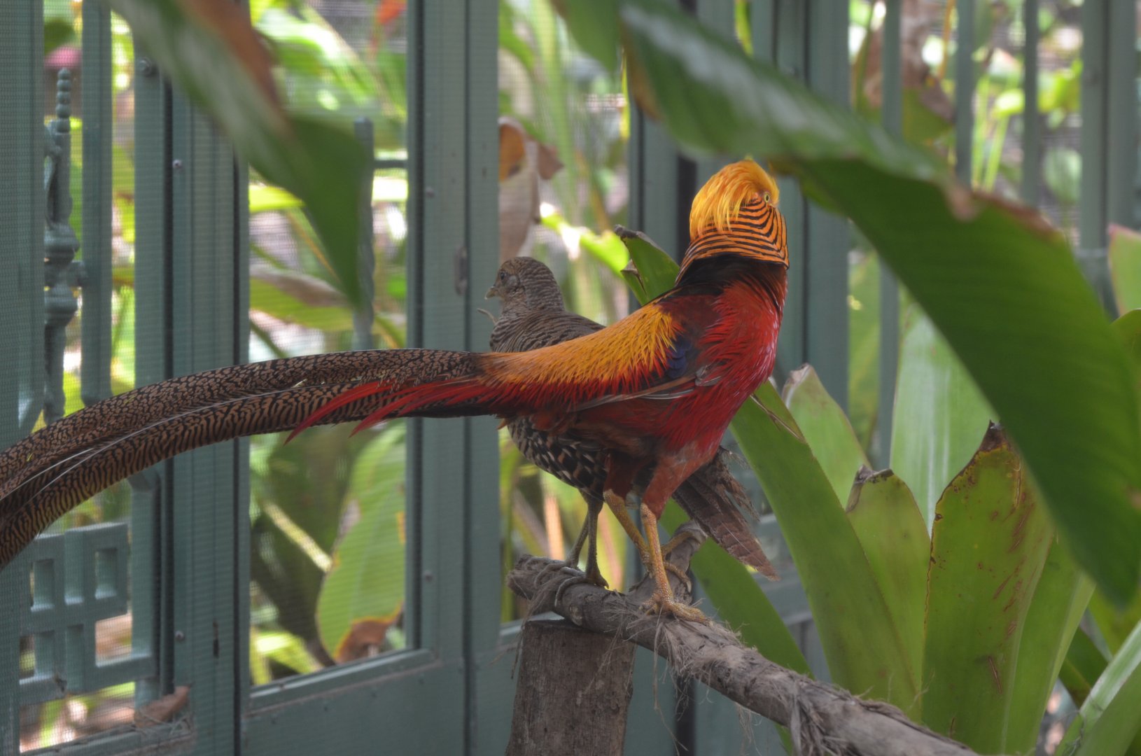 Golden Pheasant