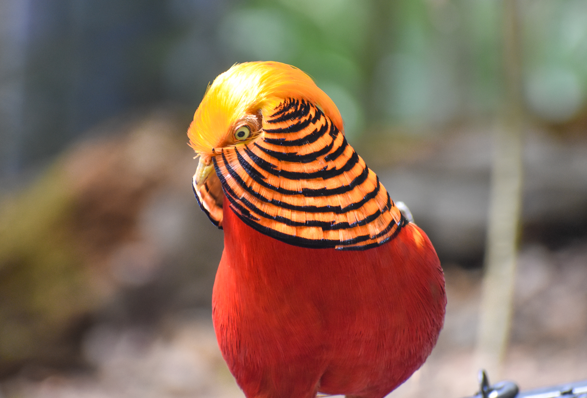Golden Pheasant