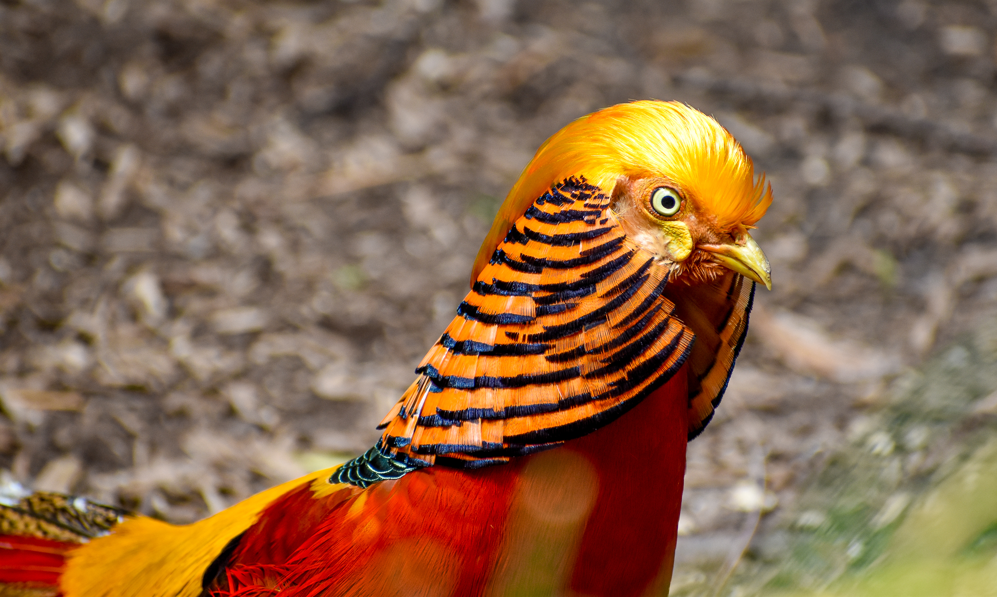 Golden Pheasant
