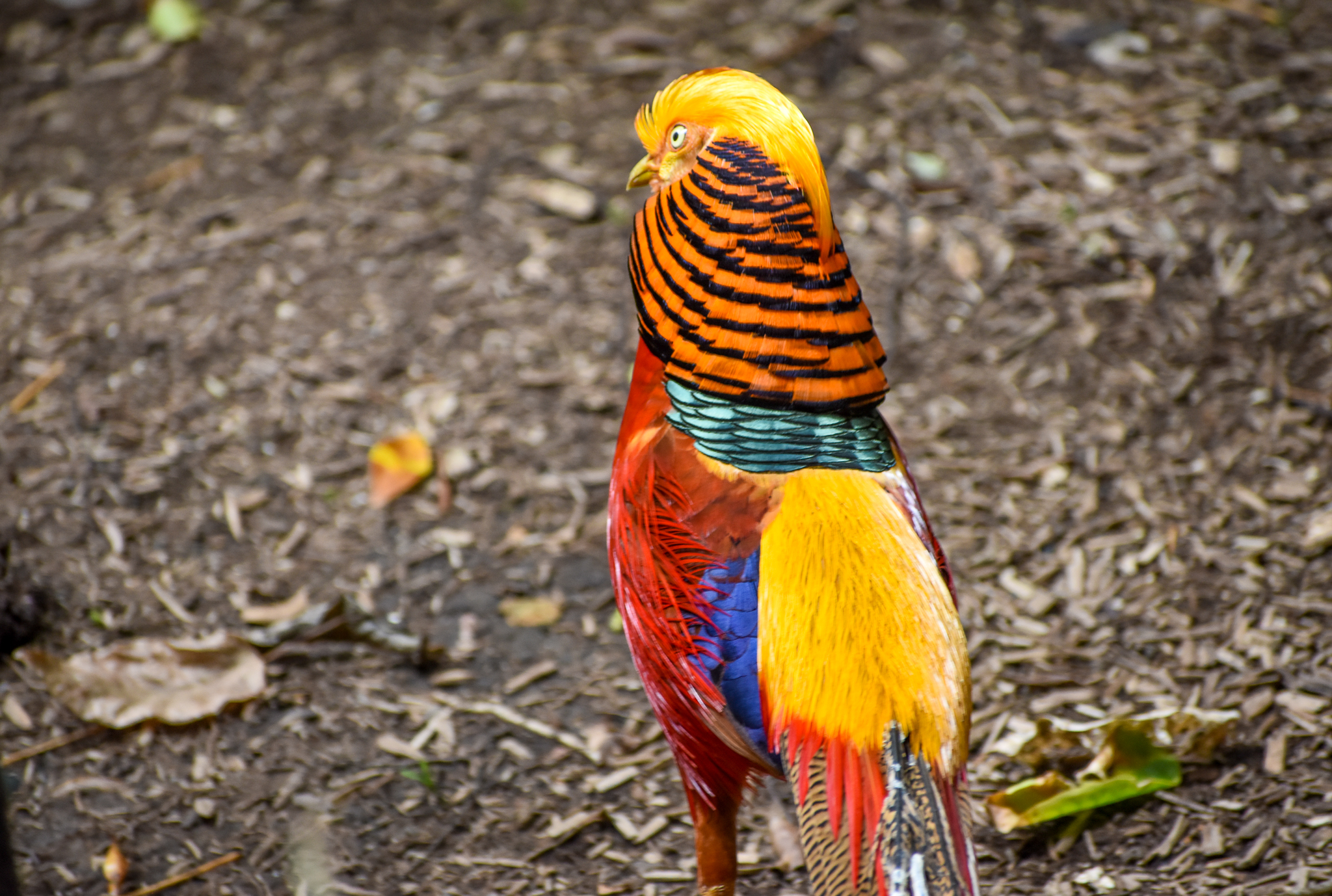 Golden Pheasant