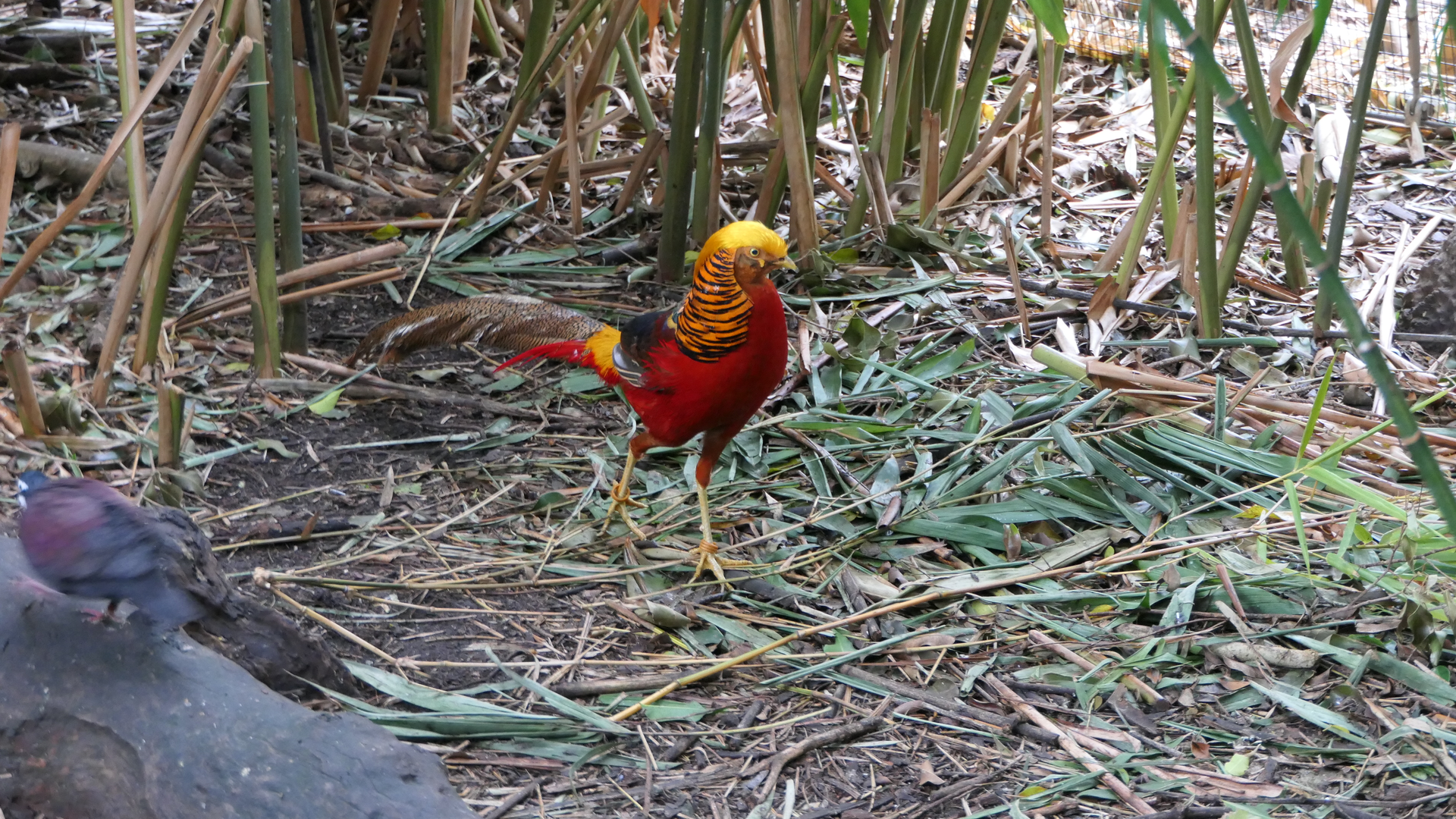 Golden Pheasant