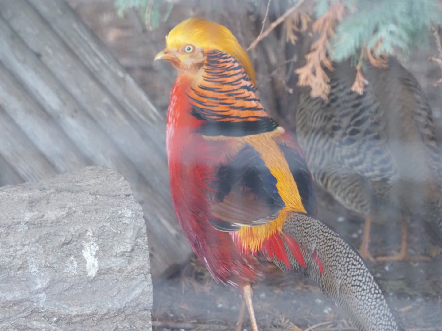 Golden Pheasant