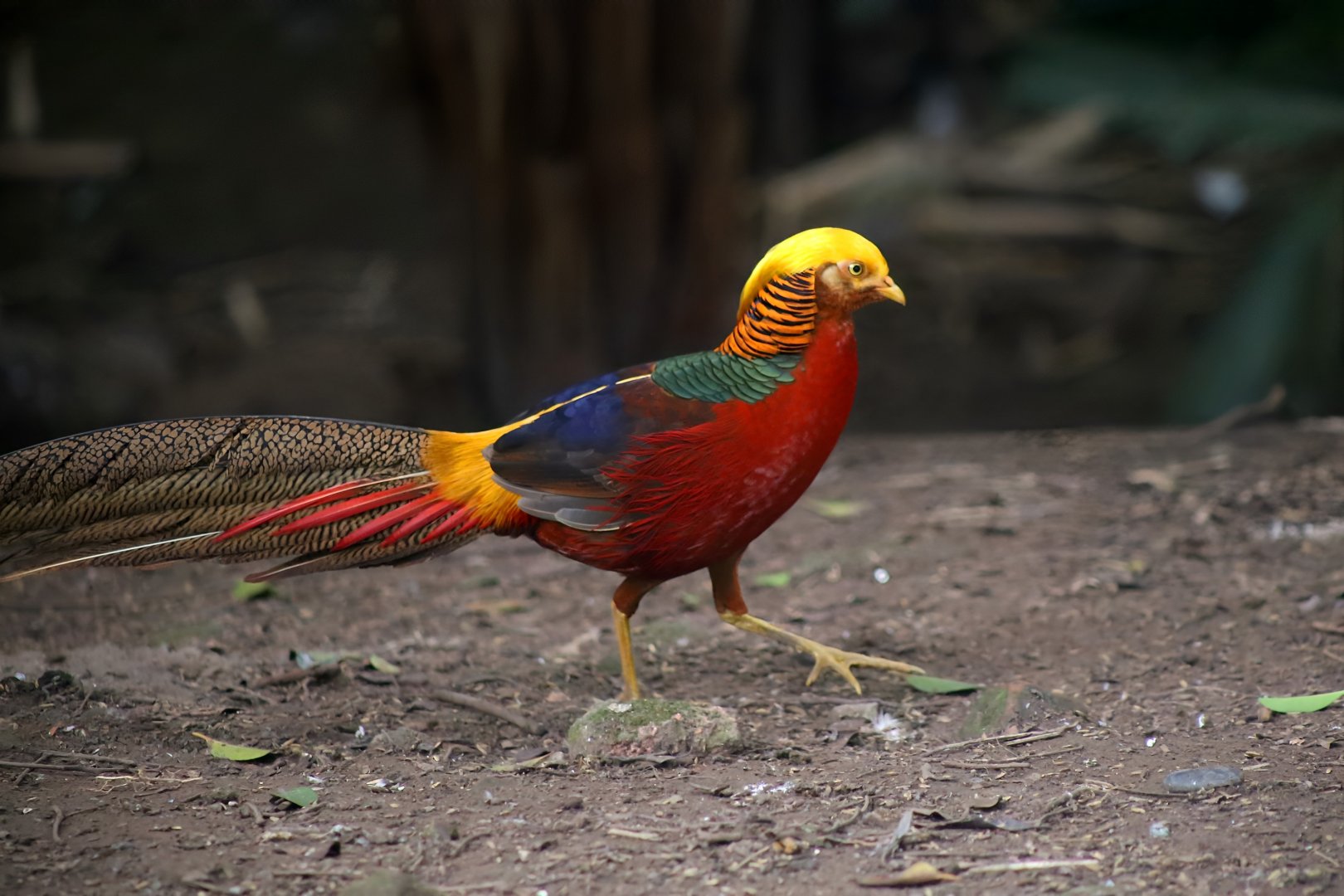 Golden Pheasant
