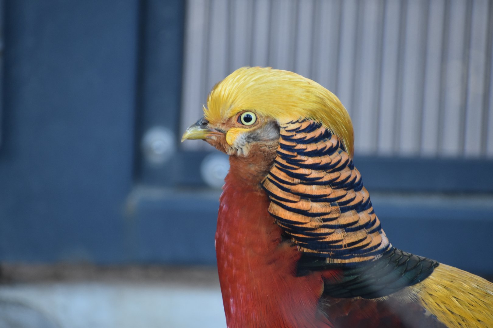 Golden Pheasant