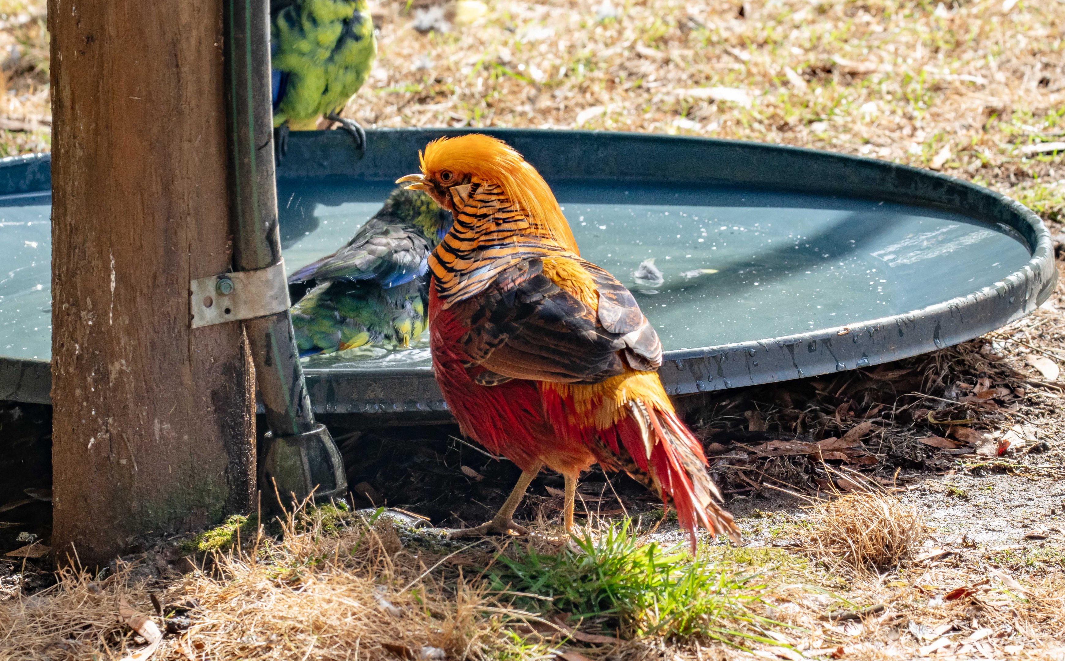 Golden Pheasant