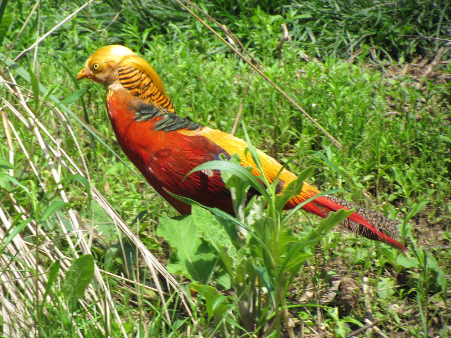 Golden Pheasant