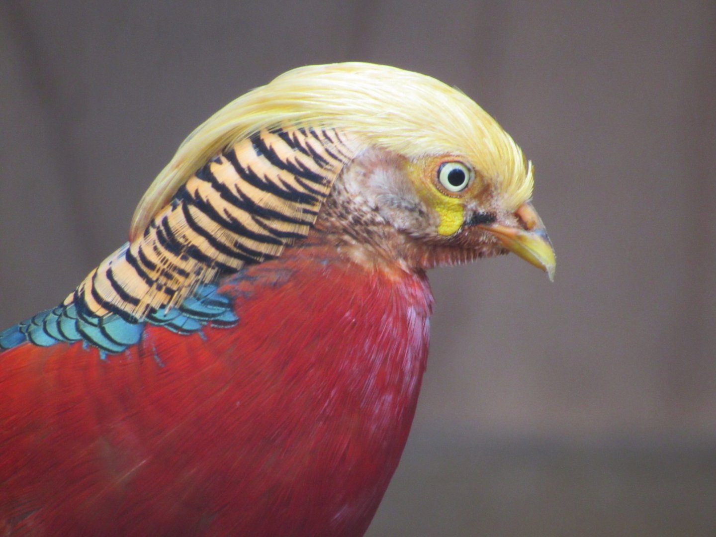 Golden Pheasant