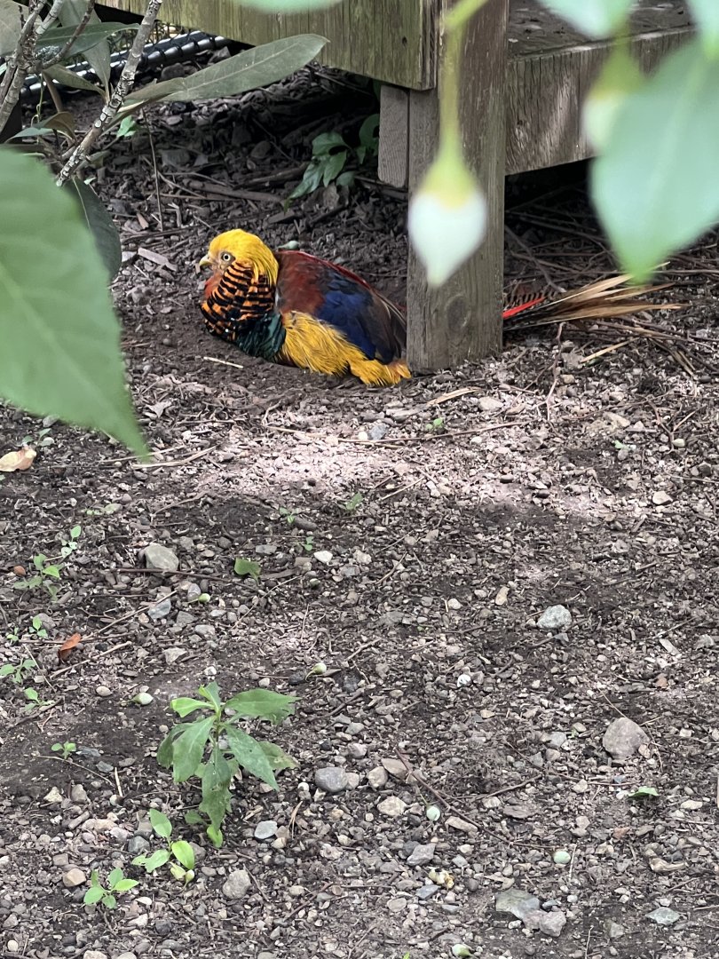 Golden Pheasant