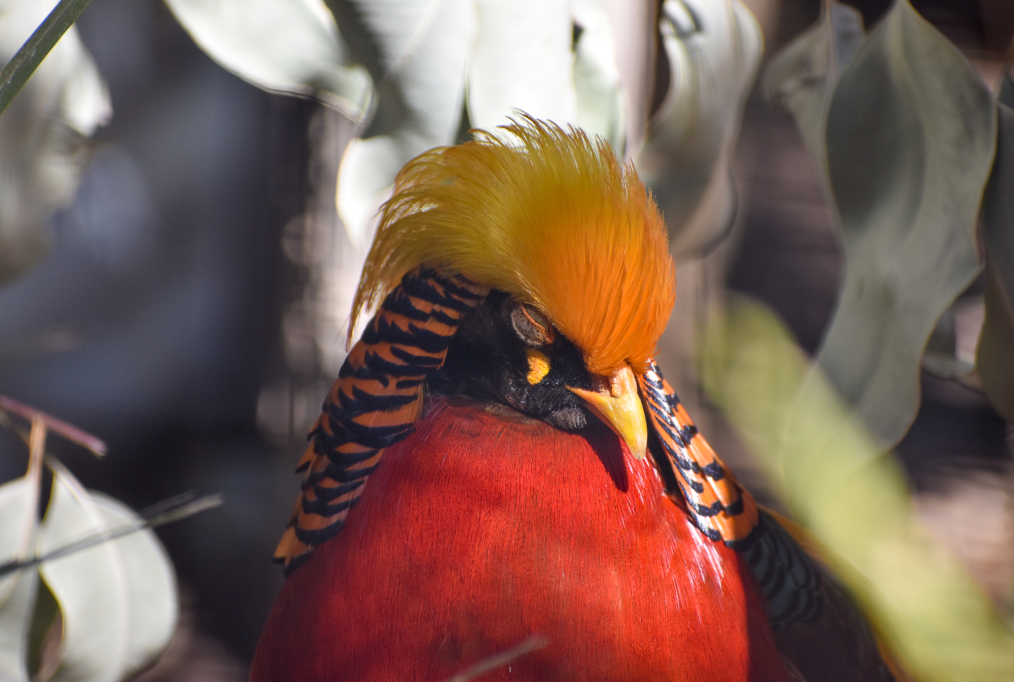 Golden Pheasant