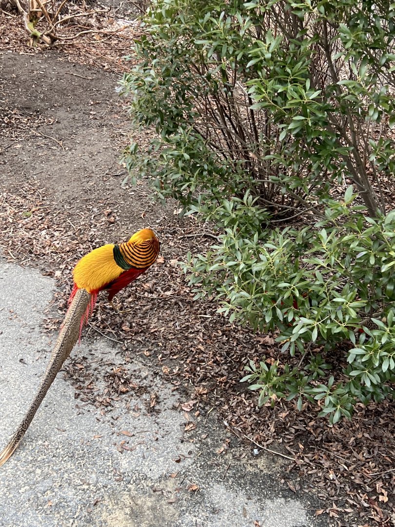 Golden Pheasant