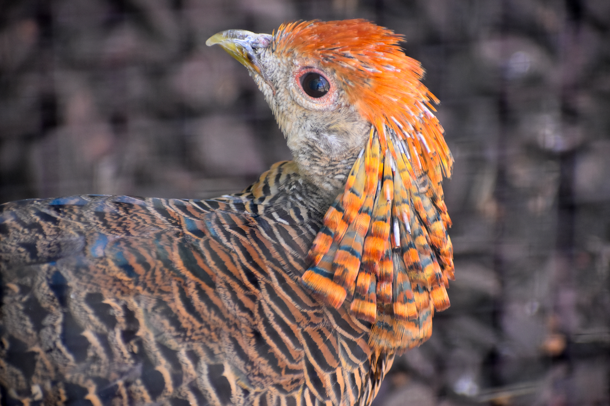 Golden Pheasant