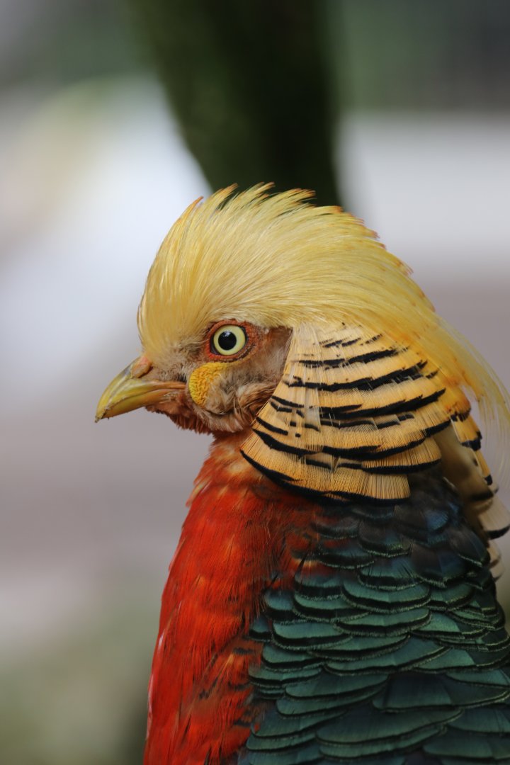 Golden pheasant