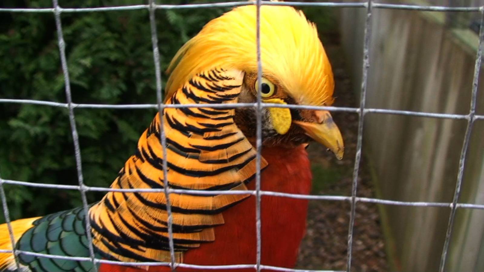 Golden pheasant