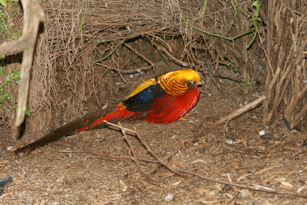 Golden Pheasant
