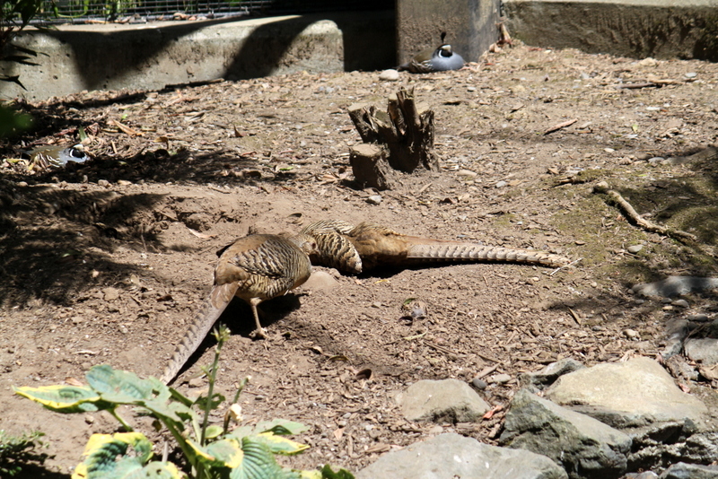 Golden Pheasants and California Quail