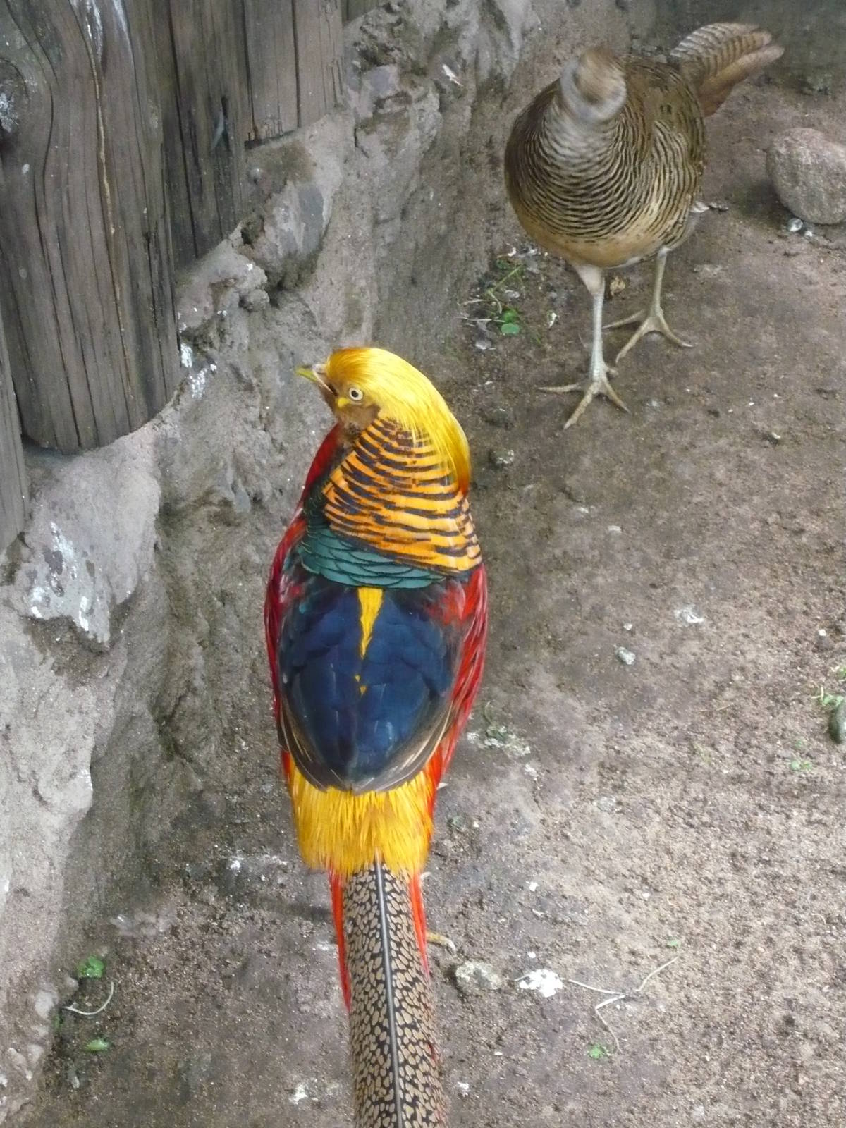 Golden pheasants