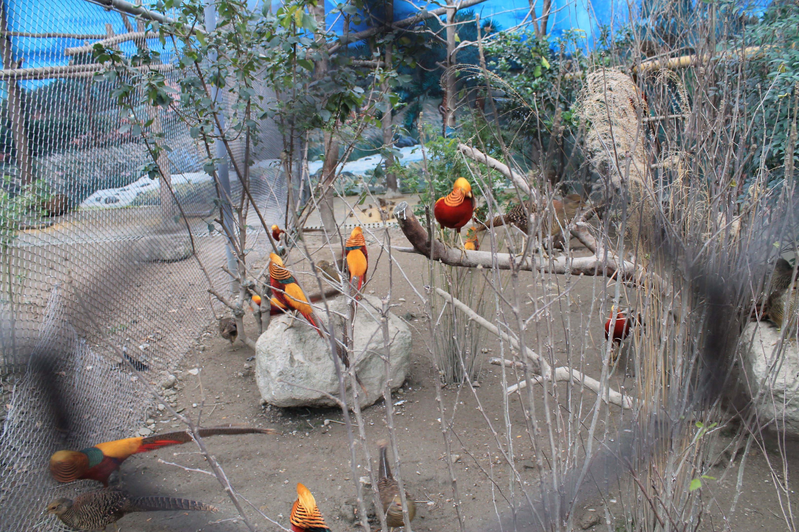 Golden Pheasants
