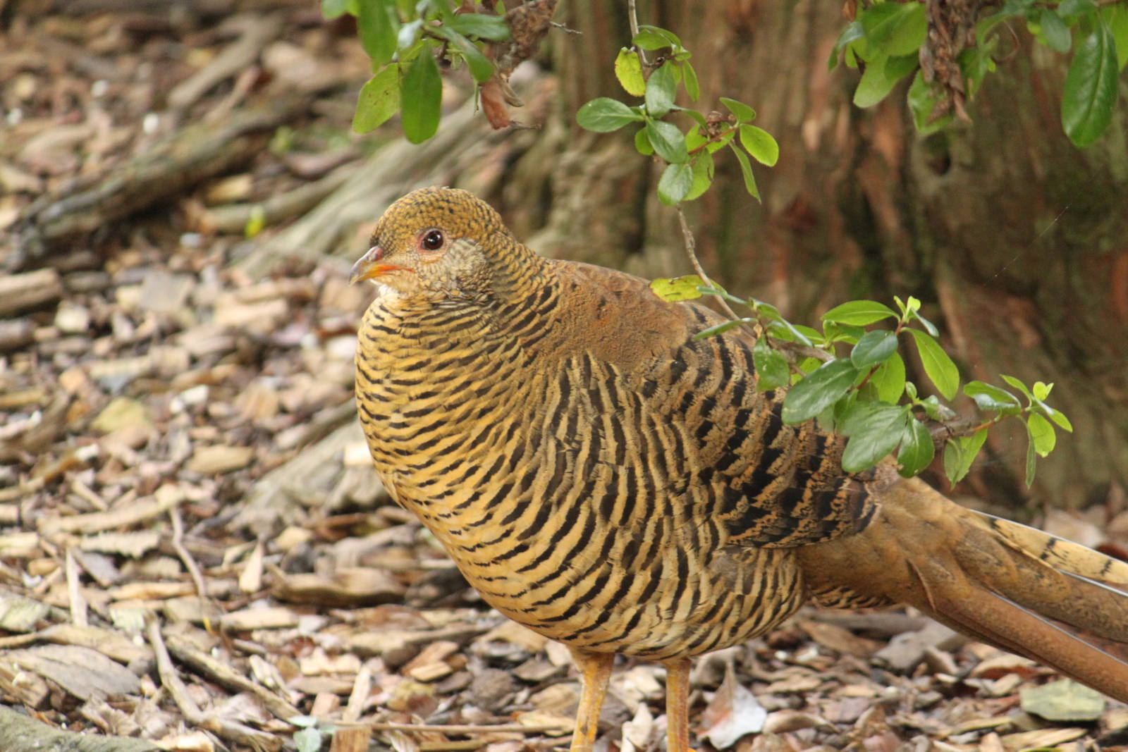 Golden Pheasent hen