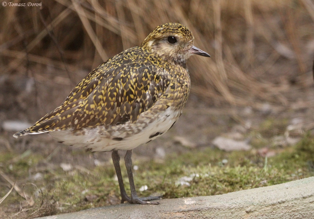 Golden Plover (Pluvialis apricaria)