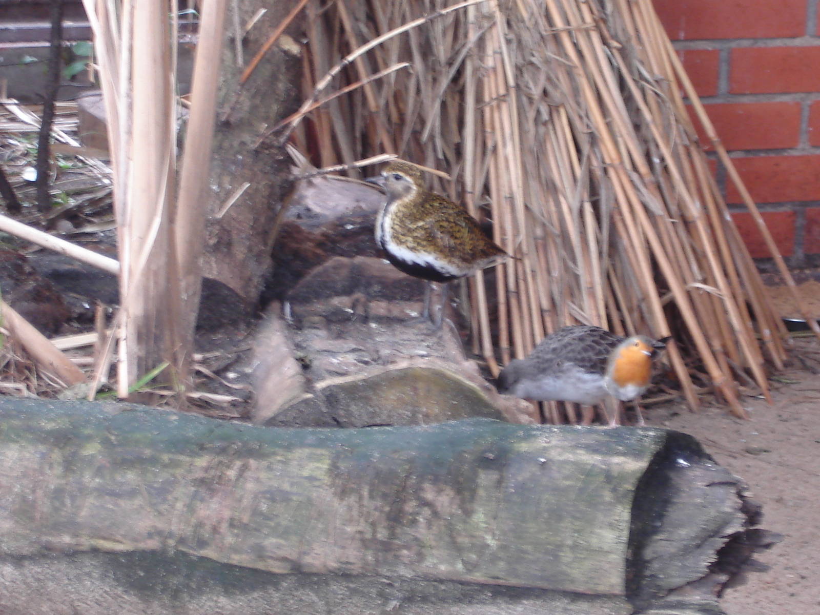 Golden Plover, Ruff and Robin
