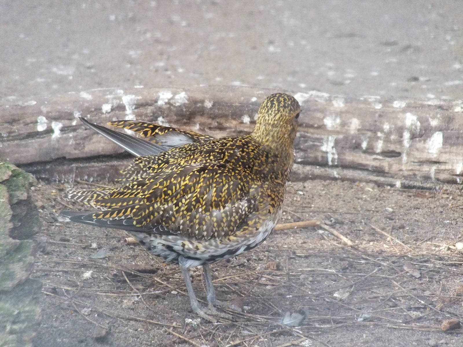 Golden Plover