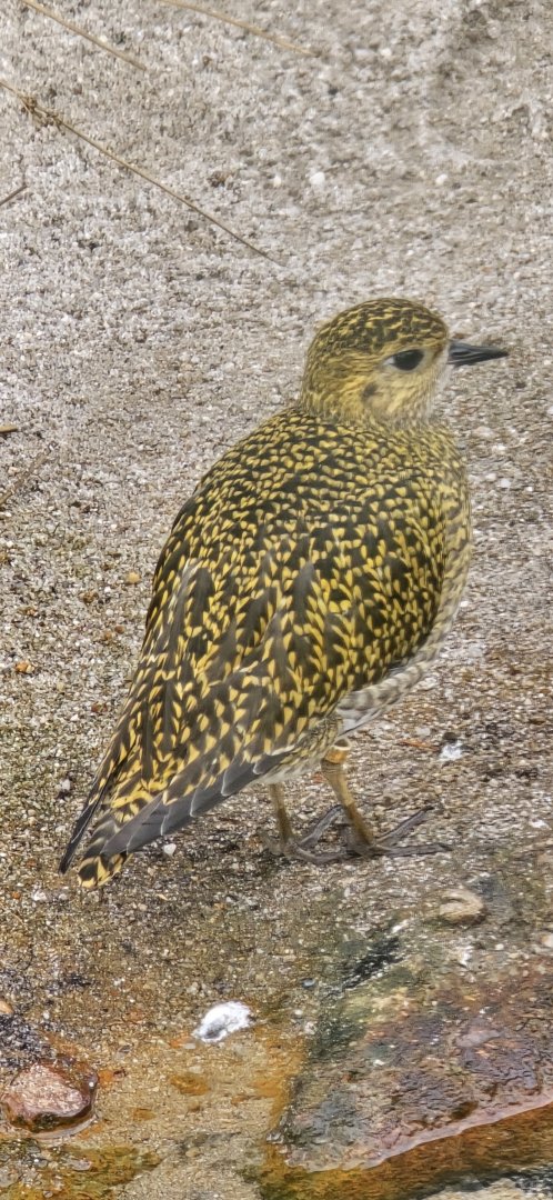 Golden plover
