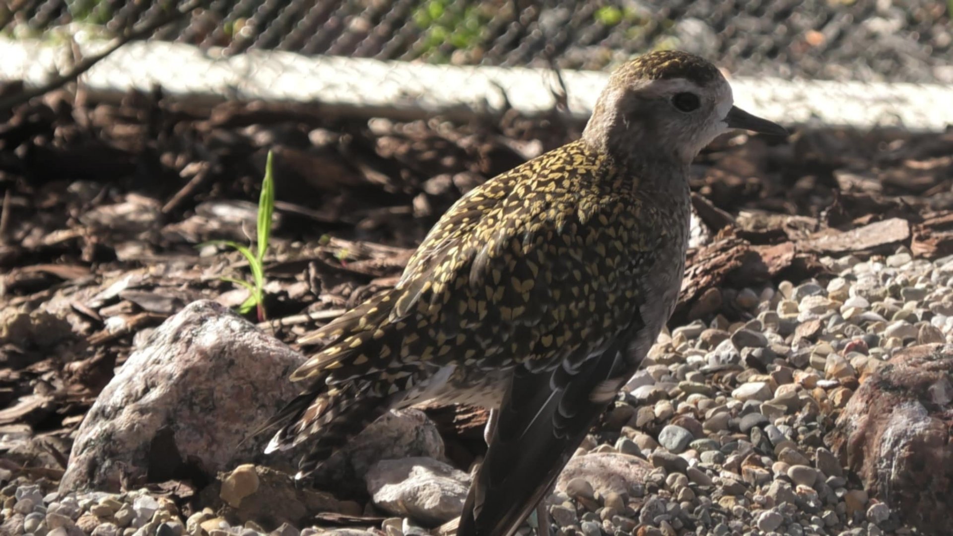 Golden plover