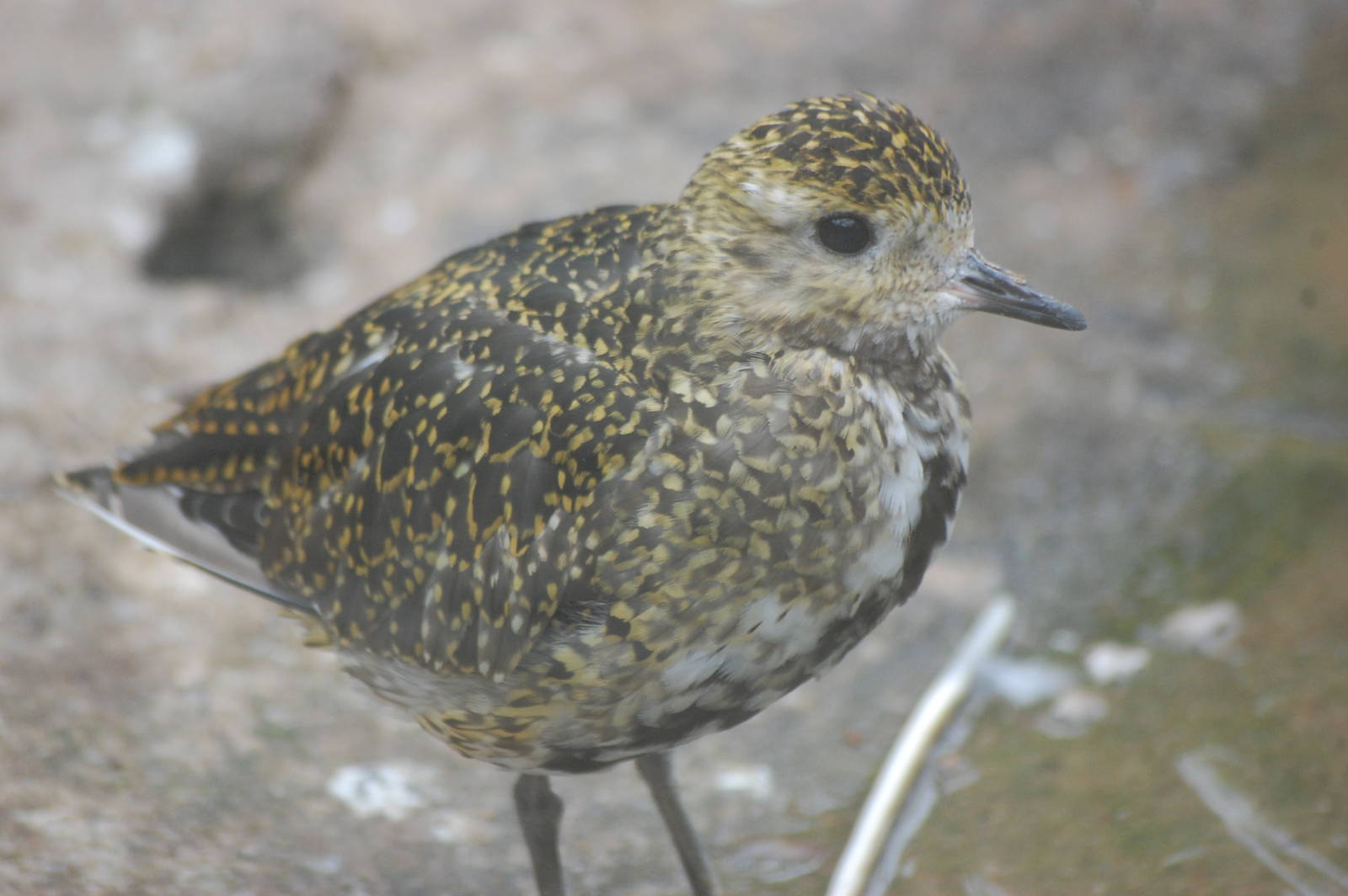 Golden Plover?