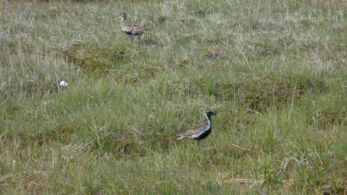 Golden Plovers