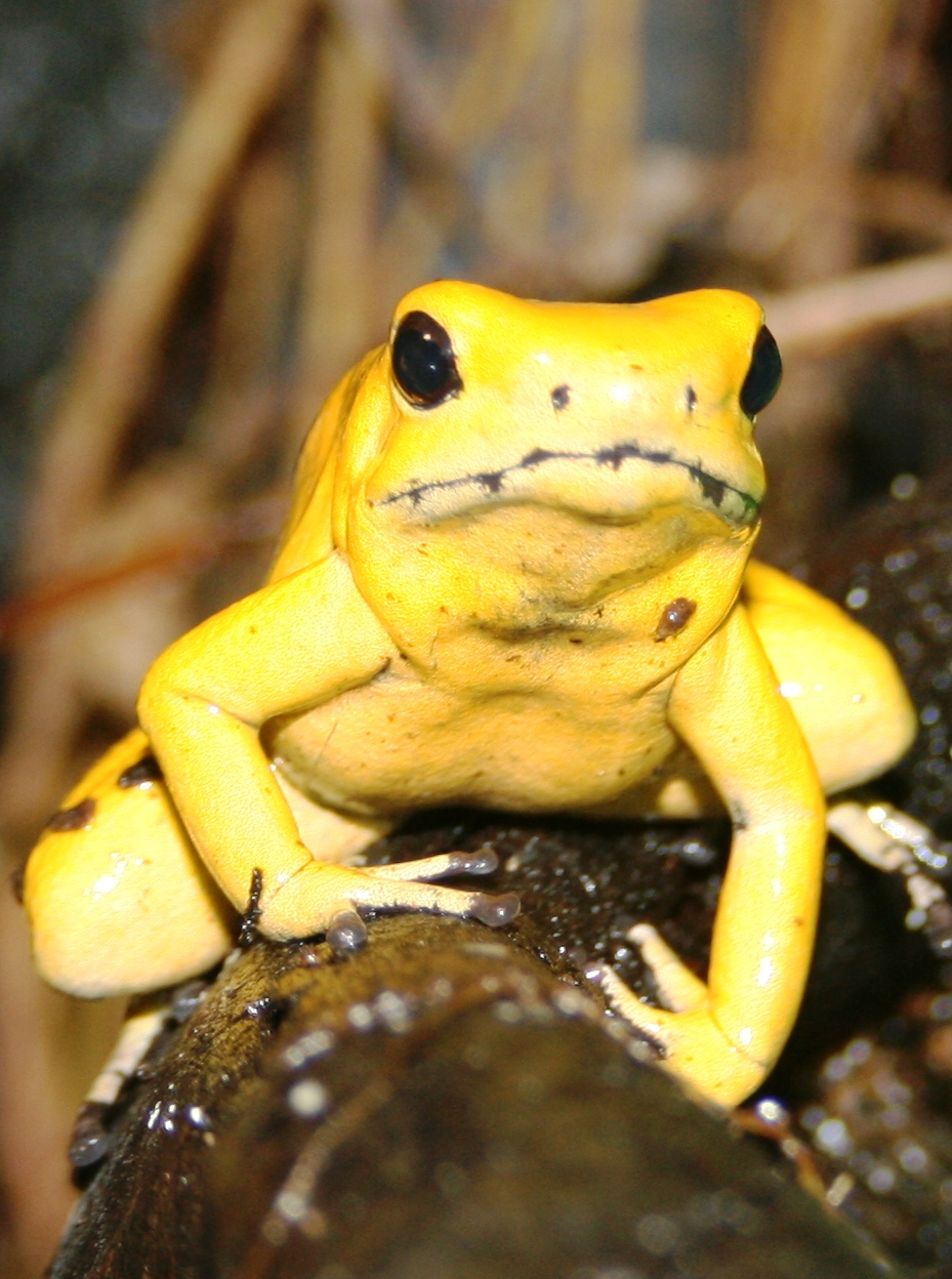 Golden poison arrow frog; London Zoo; 17th January 2010