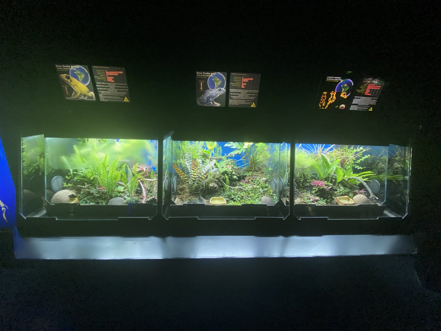 Golden poison, blue poison and bumblebee poison dart frogs exhibits