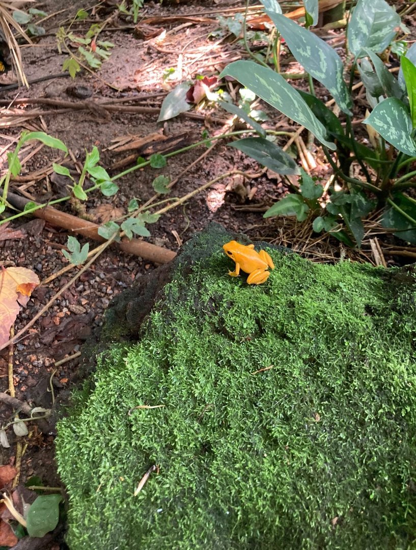 Golden Poison Dart Frog (8/10/23)