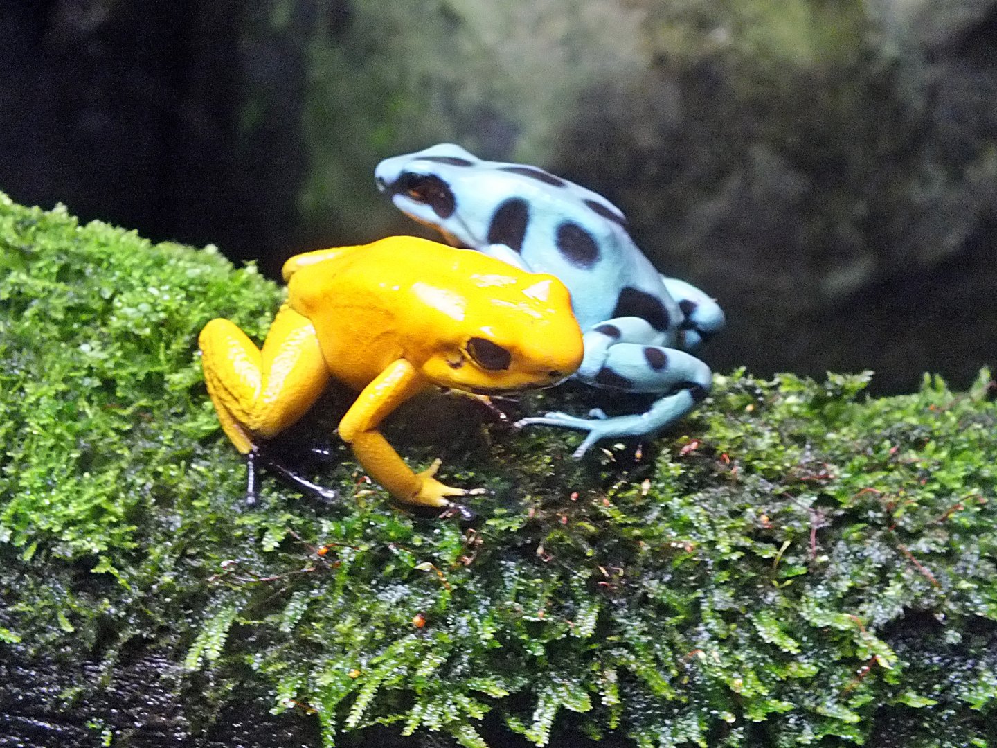 Golden poison-dart frog and green-and-black poison-dart frog
