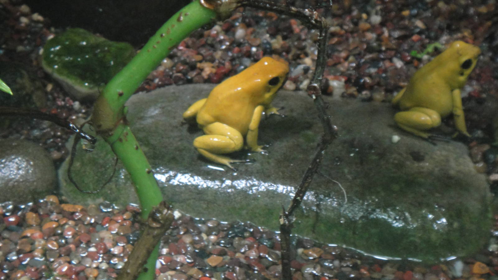 Golden poison dart frog at Bronx zoo 2014-12-29