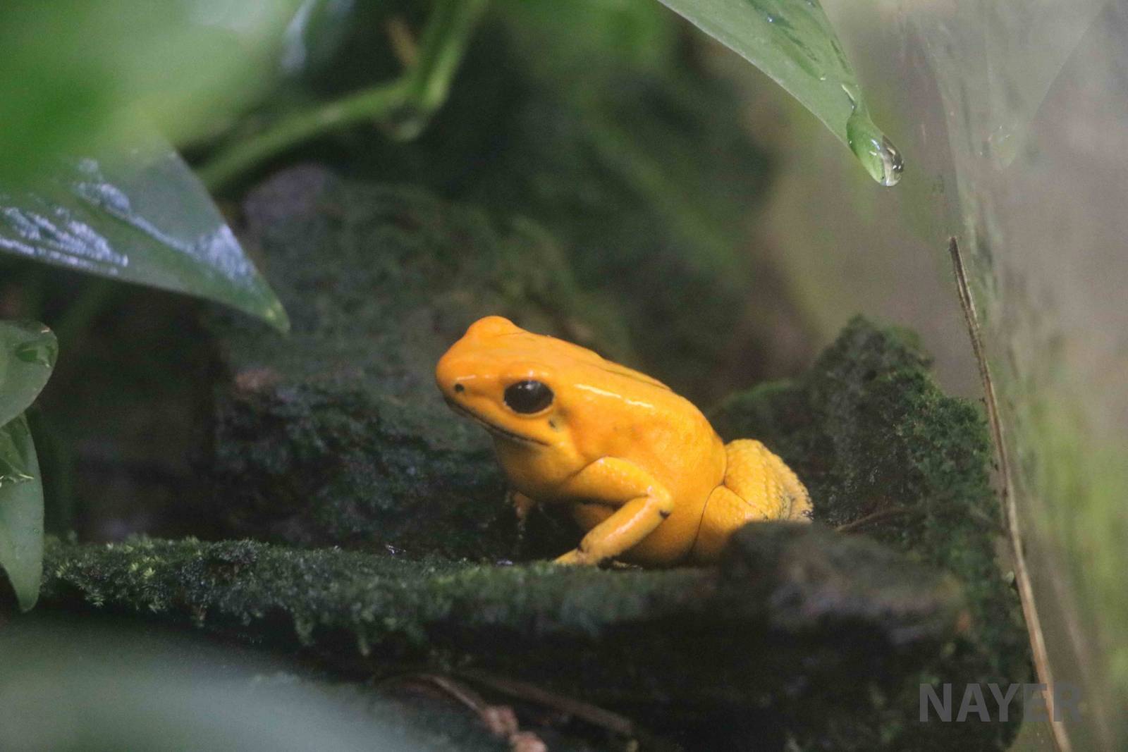 Golden poison dart frog - Bioparque la Reserva, March 2016
