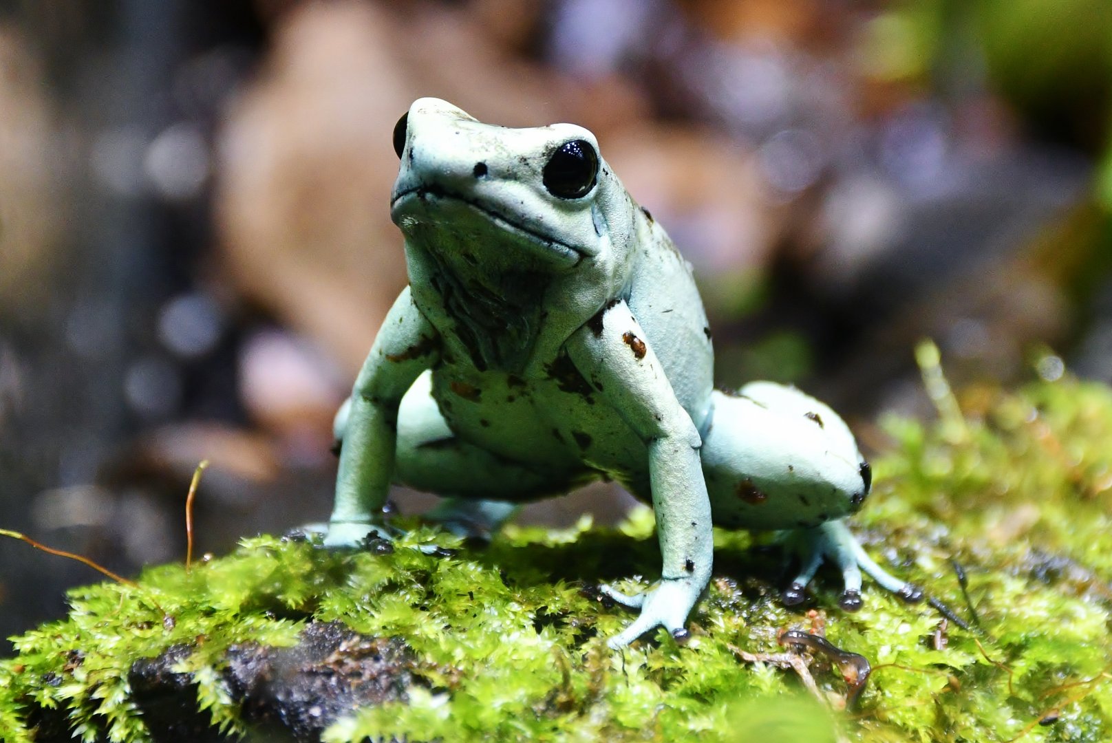 Golden Poison Dart Frog - mint green morph (Phyllobates terribilis)