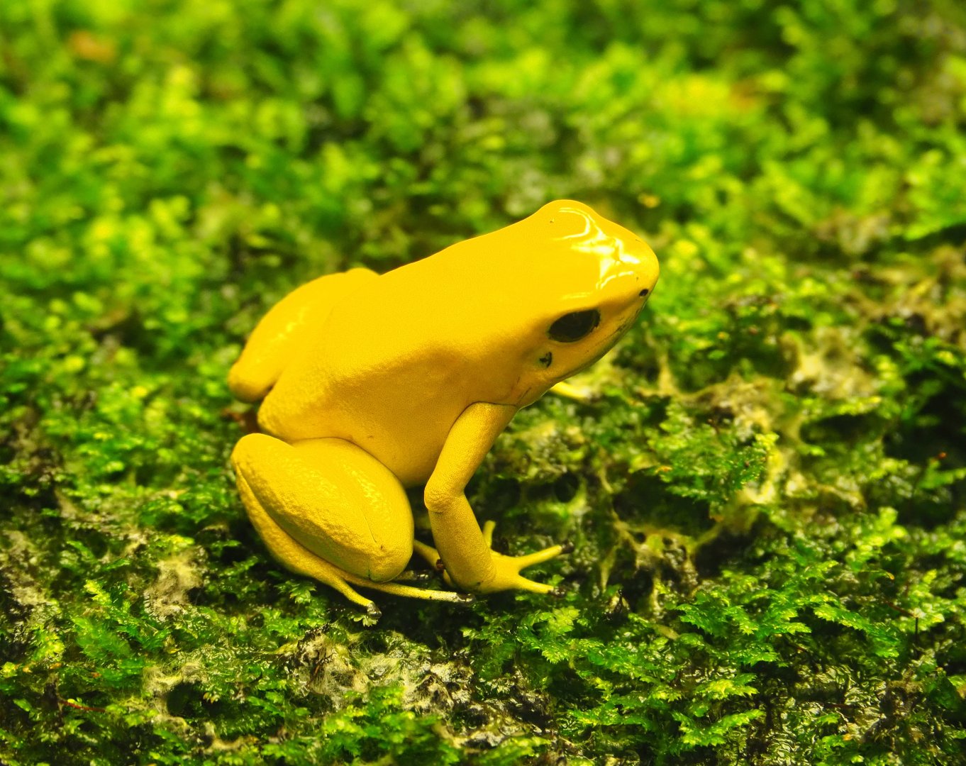 Golden poison dart frog (Phyllobates terribilis), 2019-07-21