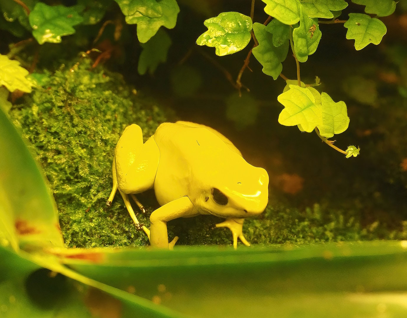 Golden poison dart frog (Phyllobates terribilis), 2022-08-20