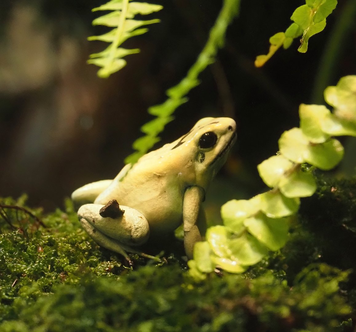 Golden poison dart frog (Phyllobates terribilis), 2025-04-12