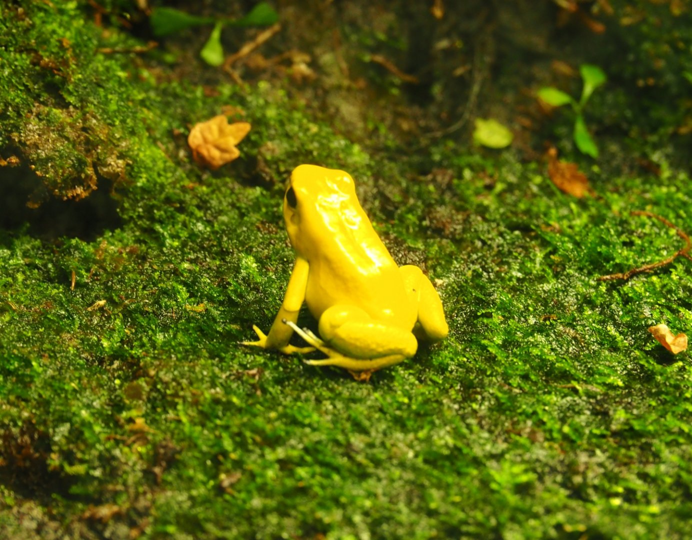 Golden poison dart frog (Phyllobates terribilis), Oct 13th, 2018