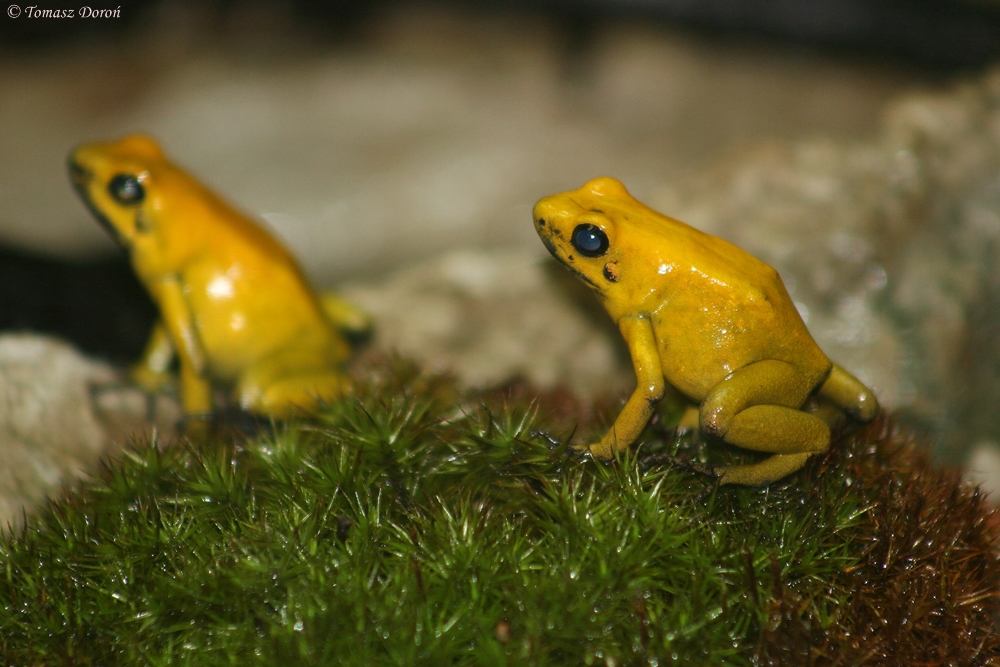 Golden Poison Dart Frog (Phyllobates terribilis)