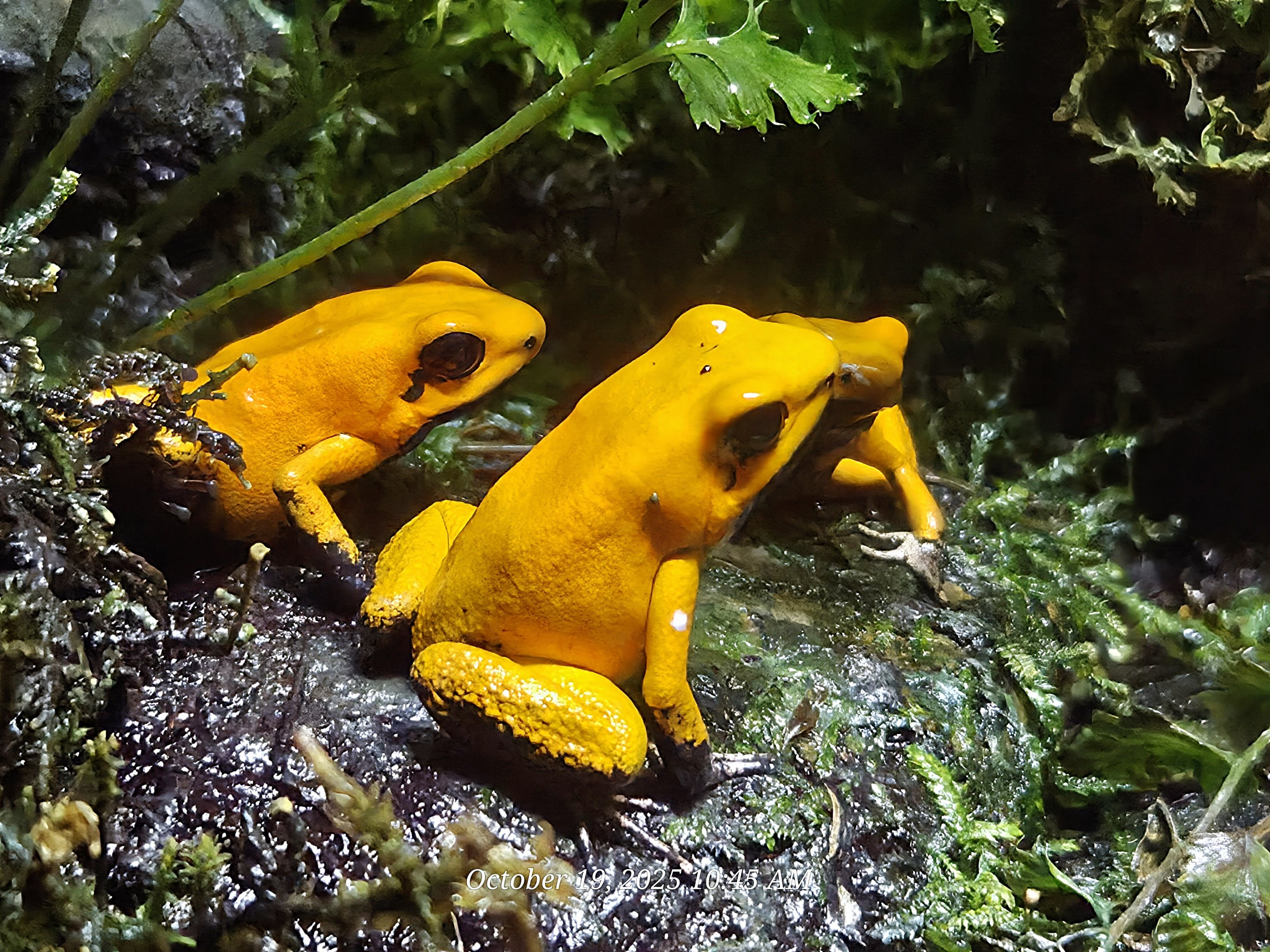 Golden Poison Dart Frog - Rainforest Adventures