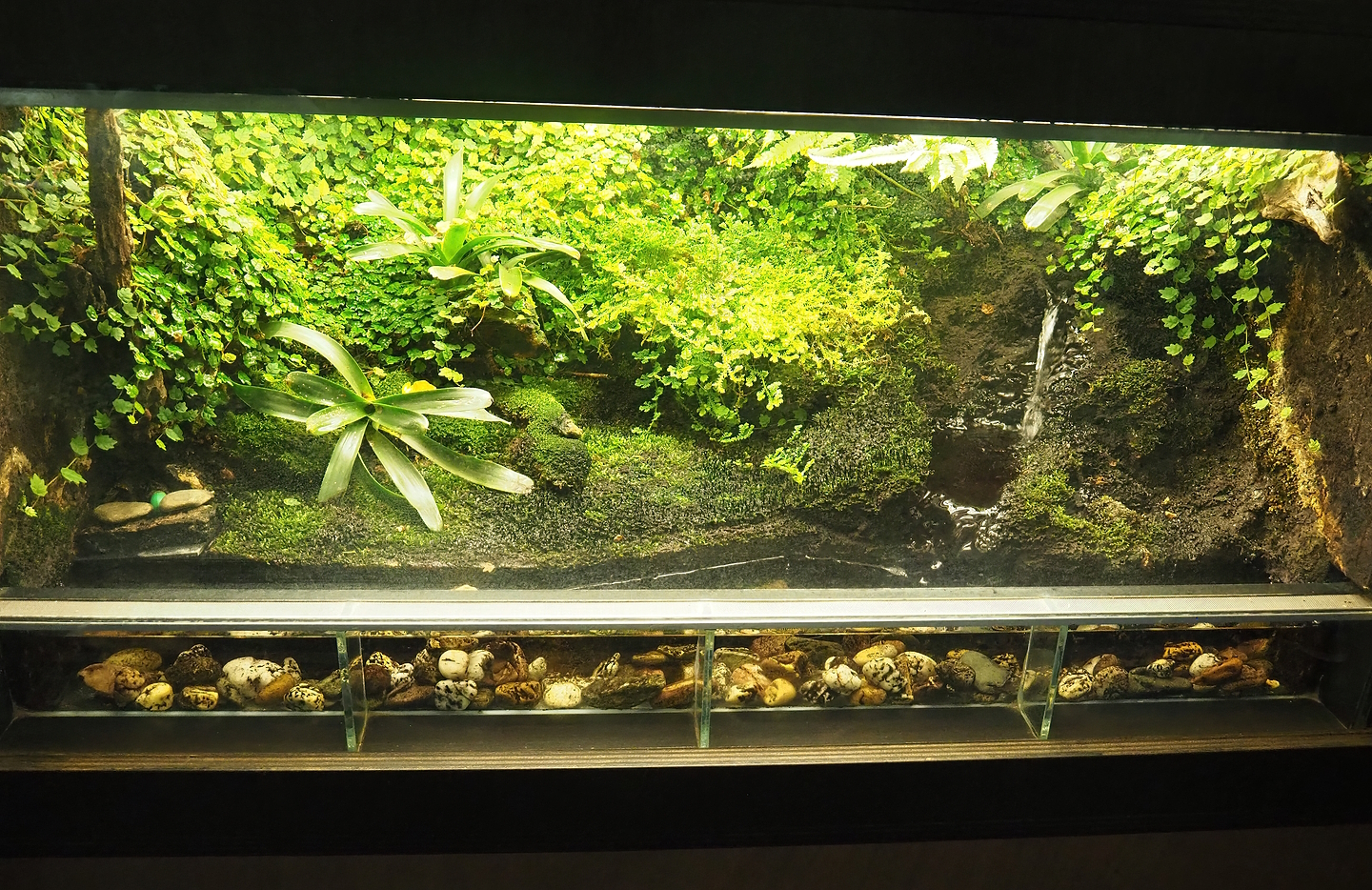 Golden poison dart frog terrarium, 2022-08-20