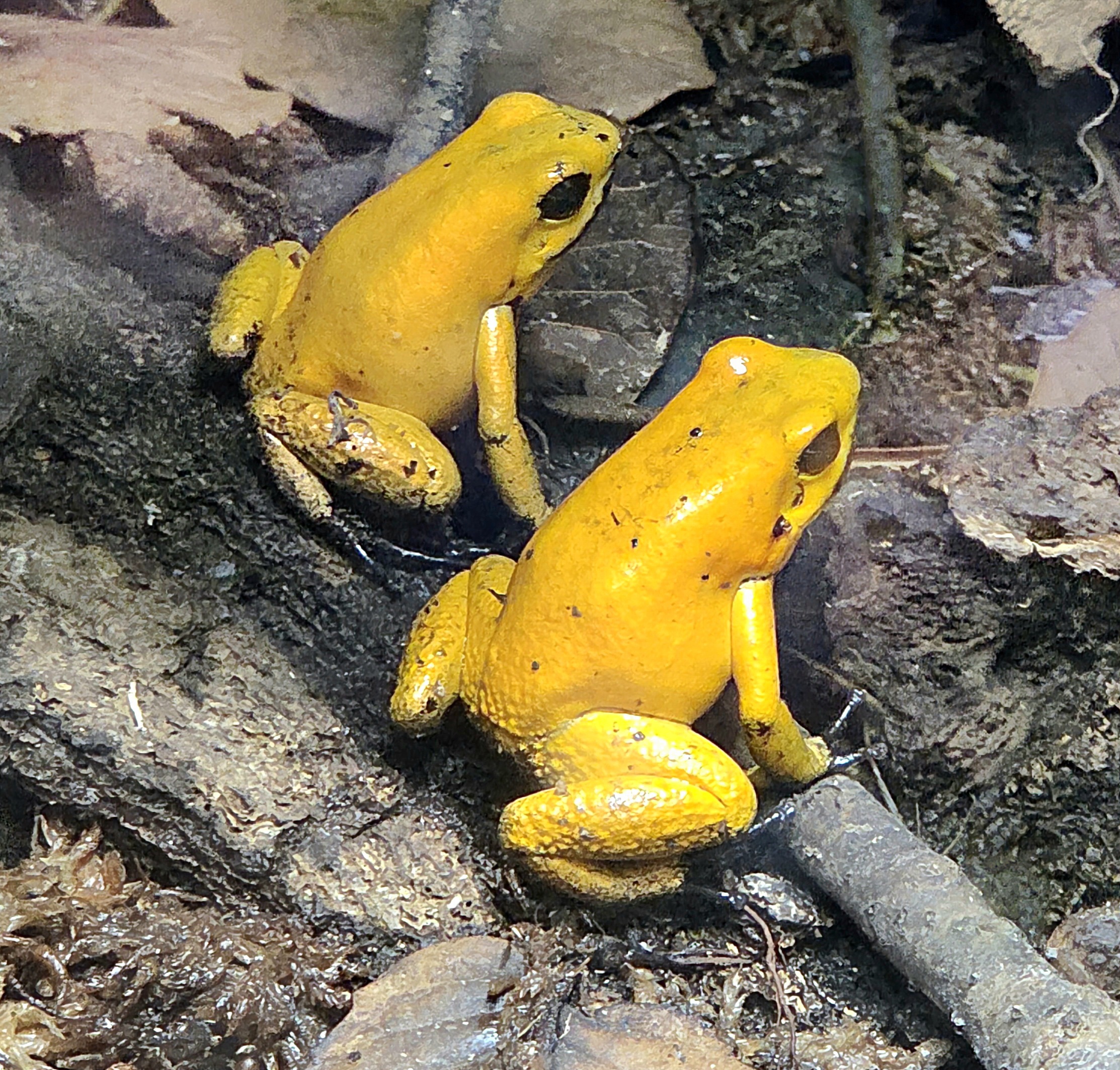 Golden Poison Dart Frog - Zoo Knoxville