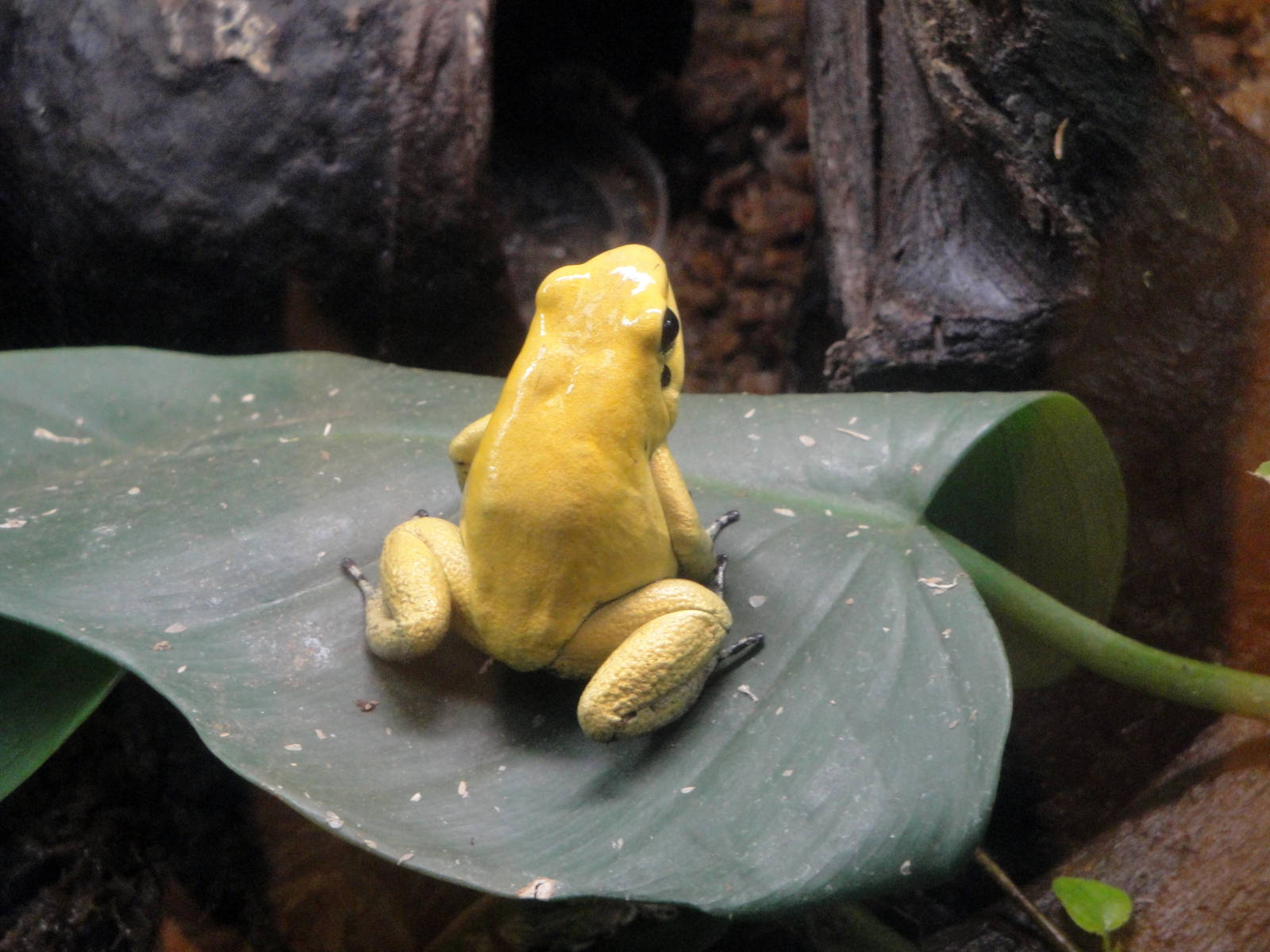 Golden Poison Dart Frog