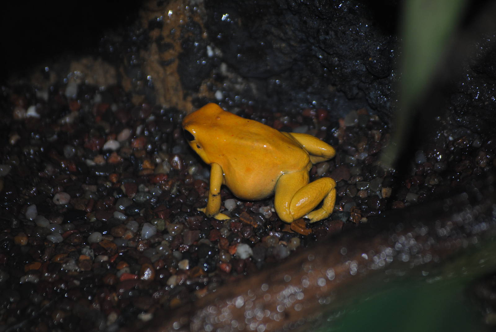 Golden Poison Dart Frog