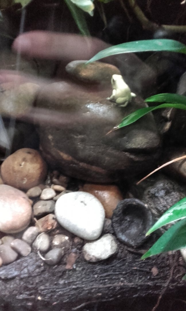 Golden Poison Dart Frog