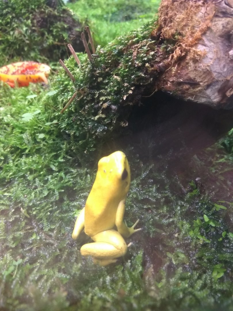 golden poison dart frog