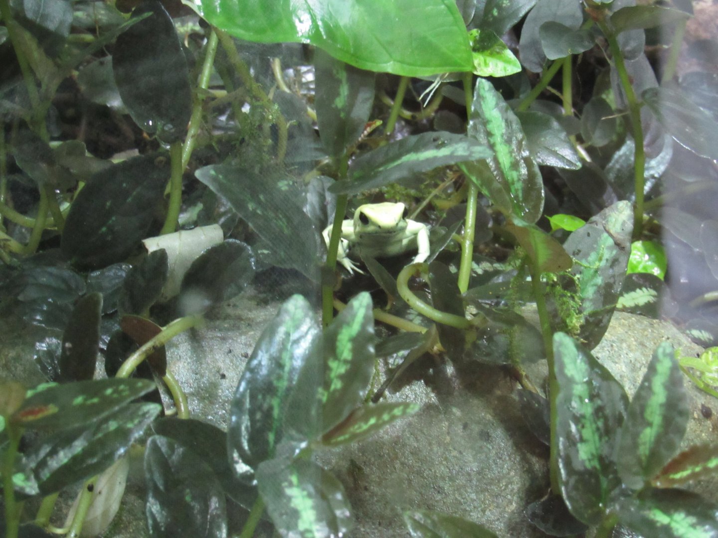 Golden Poison Dart Frog